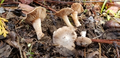 Inocybe flocculosa