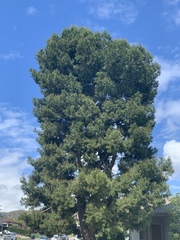 Pinus canariensis