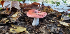 Russula silvicola