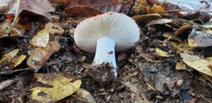 Russula silvicola