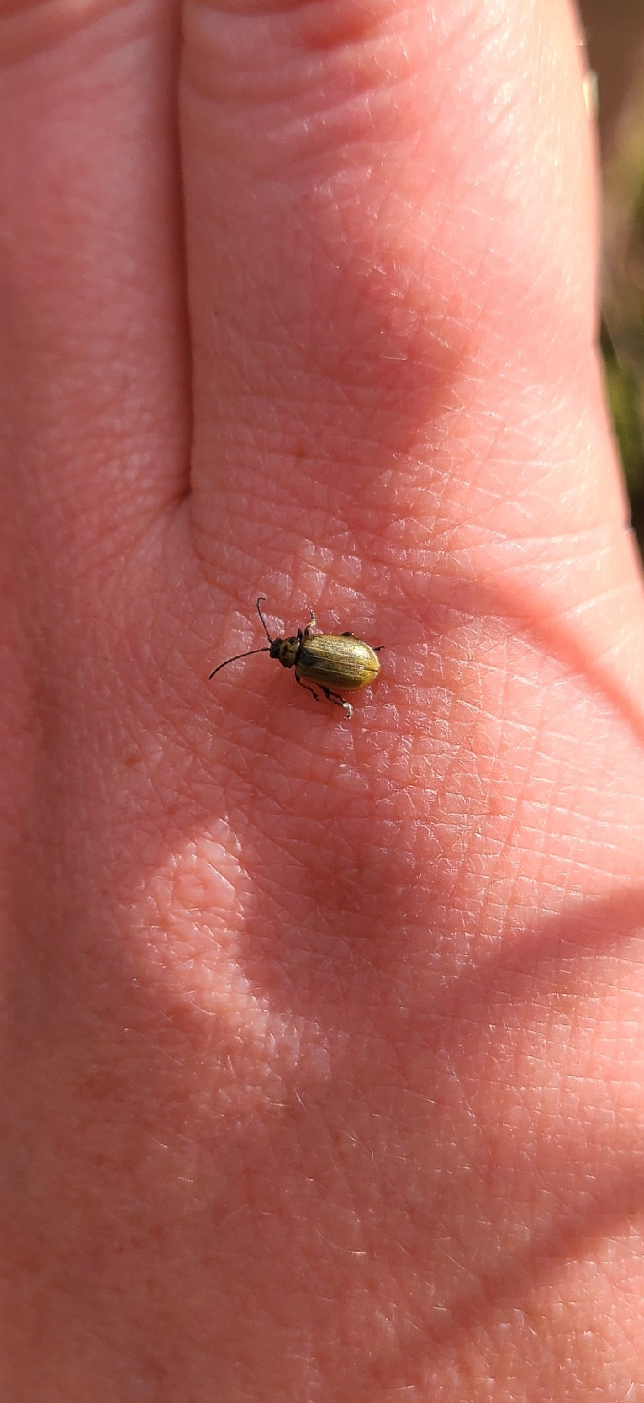 Lochmaea caprea
