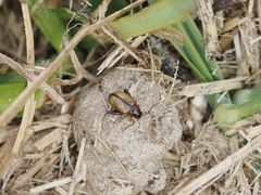 Longitarsus melanocephalus