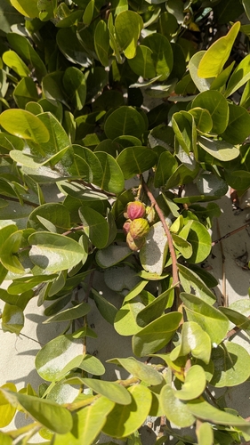 Cocoplum