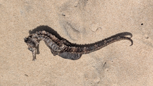 West African Seahorse