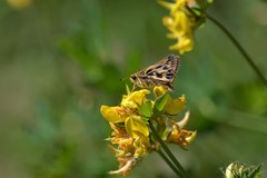 Hylephila fasciolata