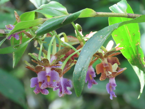 Epidendrum pinniferum C.Schweinf.