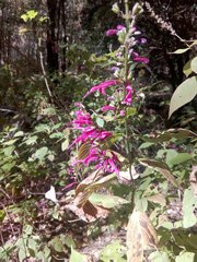 Salvia iodantha