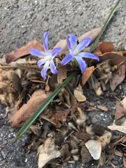 Scilla luciliae