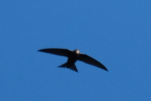 Common Swift (Apus apus), photo 4