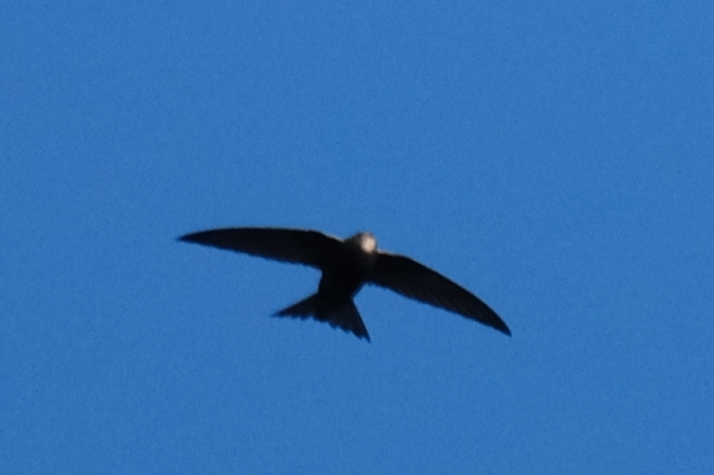 Apus apus (Linnaeus, 1758)