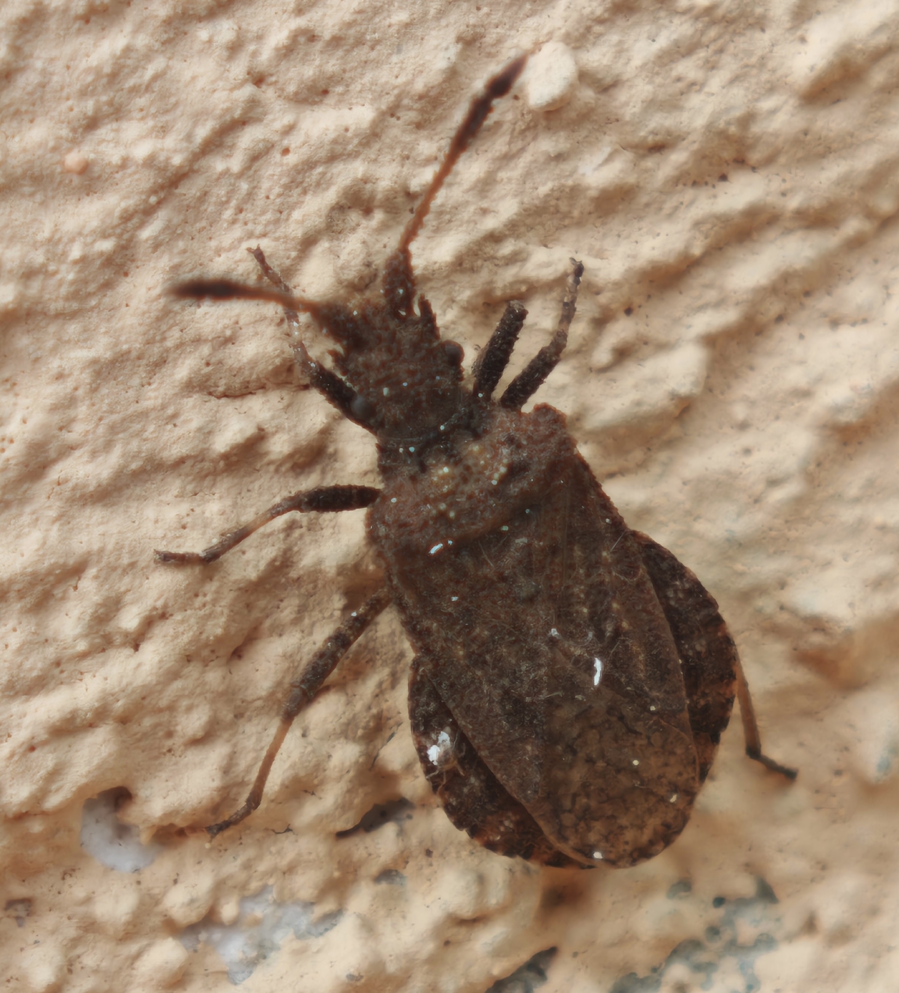 Arenocoris waltlii