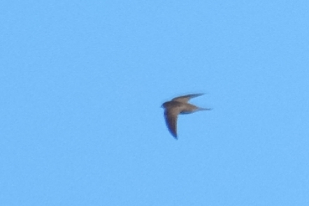 Apus apus (Linnaeus, 1758)