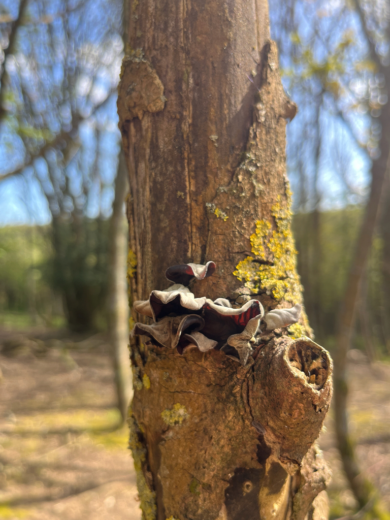 Auricularia auricula-judae · April 2026 · photo: © presha (iNaturalist, cc-by)