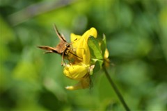 Hylephila fasciolata