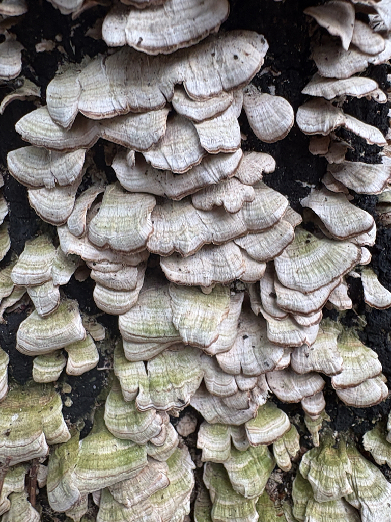 Trichaptum biforme · April 2026 · photo: © wildlife_lore (iNaturalist, cc-by)
