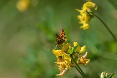 Hylephila fasciolata