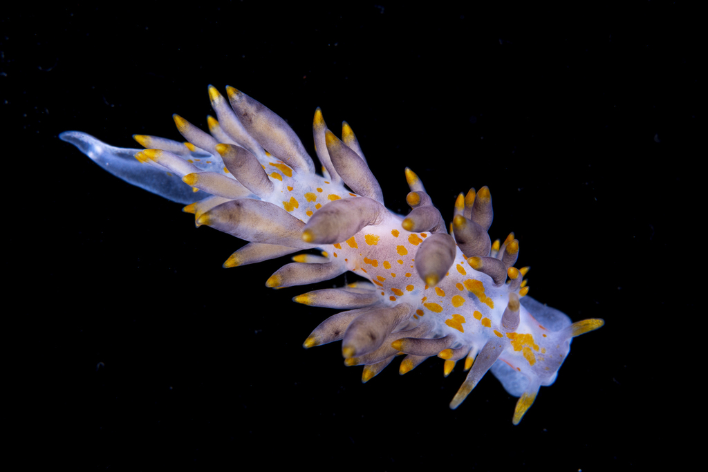 Amphorina andra