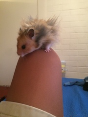 Mesocricetus auratus