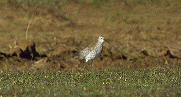 Slender-billed Curlew (Numenius tenuirostris)