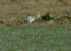 Numenius tenuirostris