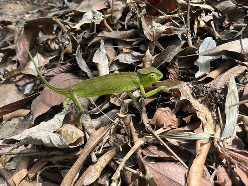 Graceful Chameleon