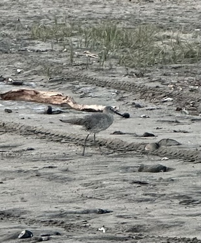 Willet (Tringa semipalmata)
