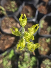 Sarcoglottis sceptrodes, photograph (c) Jalil R., some rights reserved (CC BY-SA)
