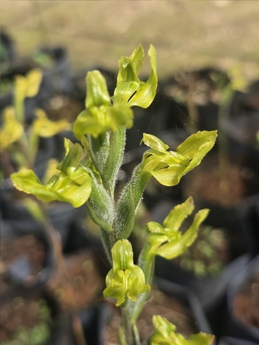 Sarcoglottis sceptrodes, photograph 3