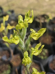 Sarcoglottis sceptrodes, photograph (c) Jalil R., some rights reserved (CC BY-SA)
