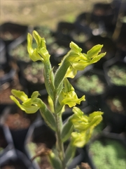 Sarcoglottis sceptrodes, photograph (c) Jalil R., some rights reserved (CC BY-SA)