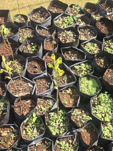 Sarcoglottis sceptrodes, photograph 5