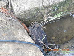 Anaxyrus fowleri