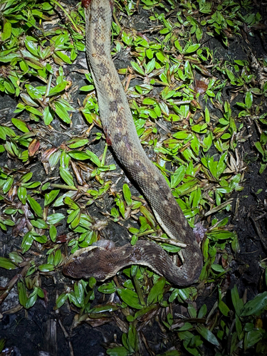 Saint Lucia Lancehead, Bothrops caribbaeus