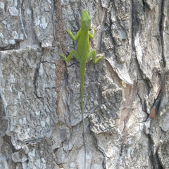 Anolis garmani