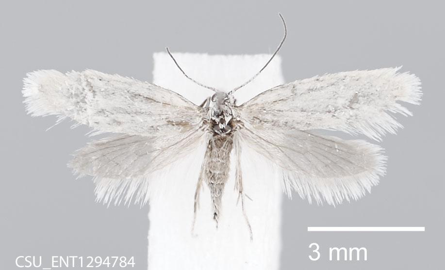 Tetragma