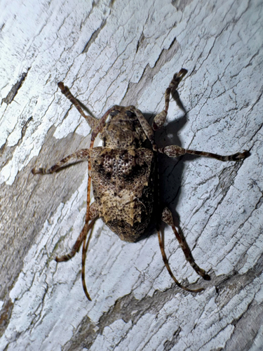 Leptostylopsis martinicensis