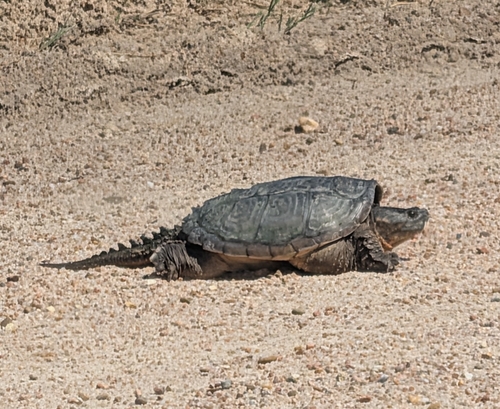 Common Snapping Turtle