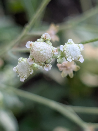 Santa Maria feverfew