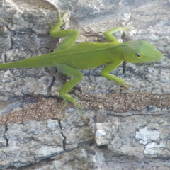 Anolis garmani