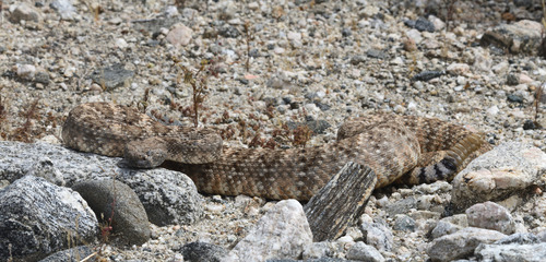 Southwestern Speckled Rattlesnake