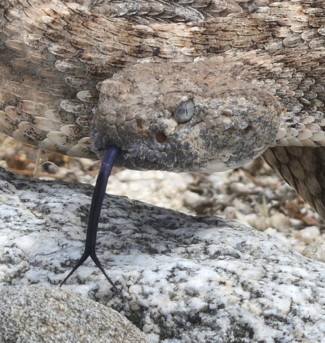 Southwestern Speckled Rattlesnake