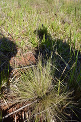 Piptochaetium montevidense