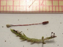 Entodon cladorrhizans