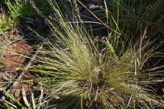 Piptochaetium montevidense