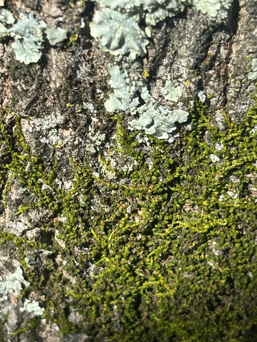 Drummondia prorepens observed 2026-04-13