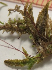 Entodon cladorrhizans