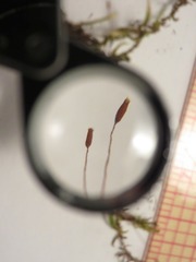 Entodon cladorrhizans