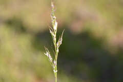 Piptochaetium montevidense