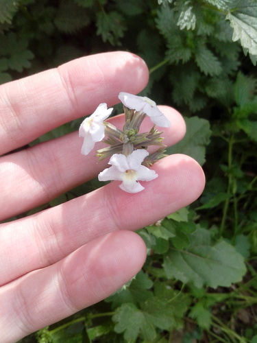 Pitraea cuneato-ovata