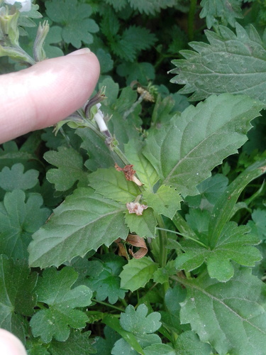 Pitraea cuneato-ovata, photograph 2